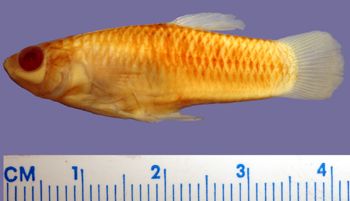 Media type: image; Ichthyology 54401